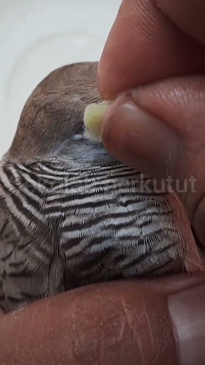 Gurah Perkutut