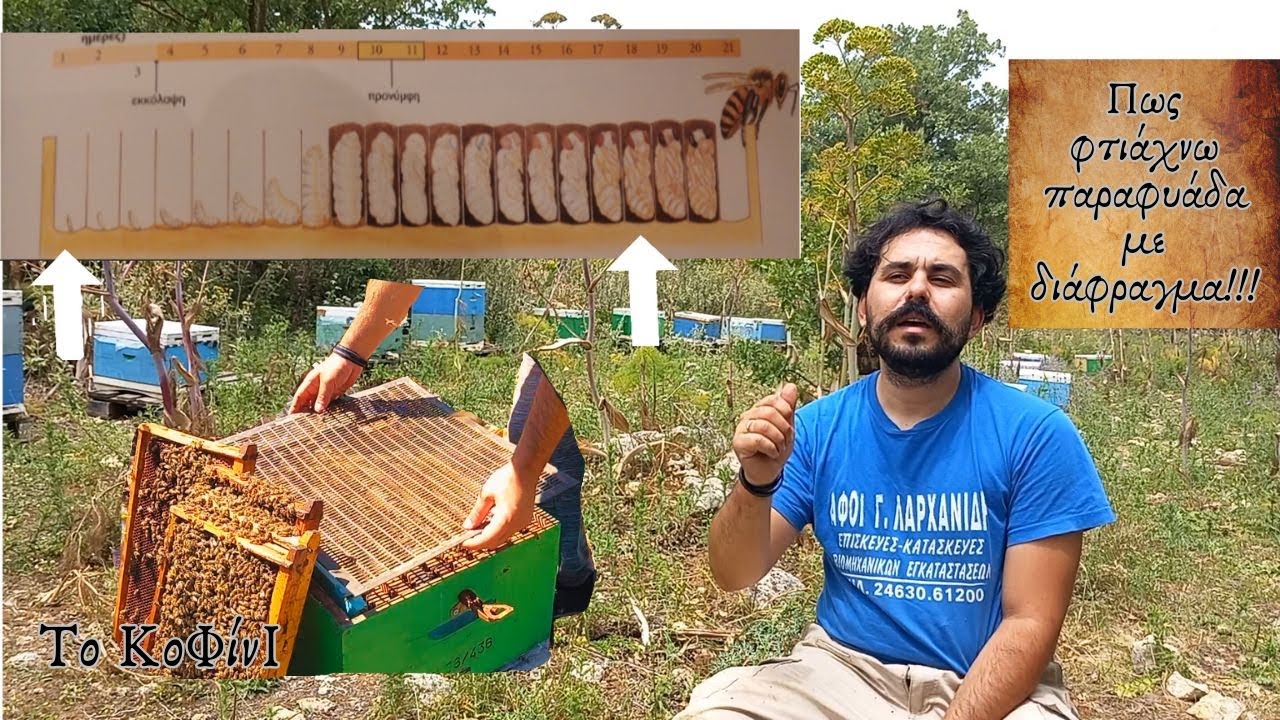 Πως να ''μηδενίσεις'' τη βαρρόα στις παραφυάδες | Μελισσοκομία 2024 | Το ΚοΦίνΙ