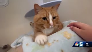 Pet Connection: July 31, 2025
