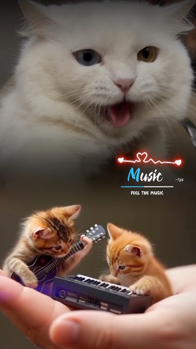 Cat viral videos 😻 #cat #catvideos #trending #cats #shorts - YouTube