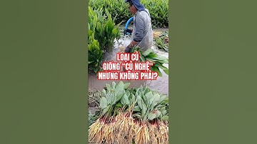 99% người nhầm lẫn loại củ này ... #shorts