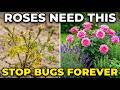 Plant These 7 Herbs TO Keep BUGS OFF YOUR ROSES Forever