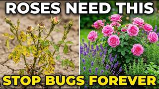 Plant These 7 Herbs TO Keep BUGS OFF YOUR ROSES Forever