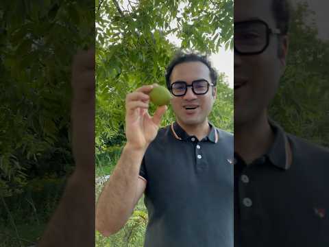 درخت گردو در کوچه های کانادا کانادا مهاجرت کانادایی کانادا بیزینس کوچینگ
