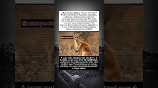 A Wild Kangaroo, a Fatal Attack, and a Rare Tragedy