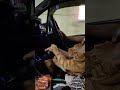 Calm Orange Cat Travels on Airport People Mover