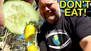 Why Some Cucumbers are NOT OK to Eat! And Taste Bitter...