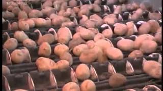 Whole Potatoes Grading on a Length Sizer