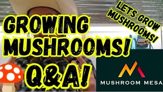 🍄Growing Mushrooms Q&amp;A!💥Let's Grow Mushrooms! #MushroomFarmer #Fungi #Mycology 