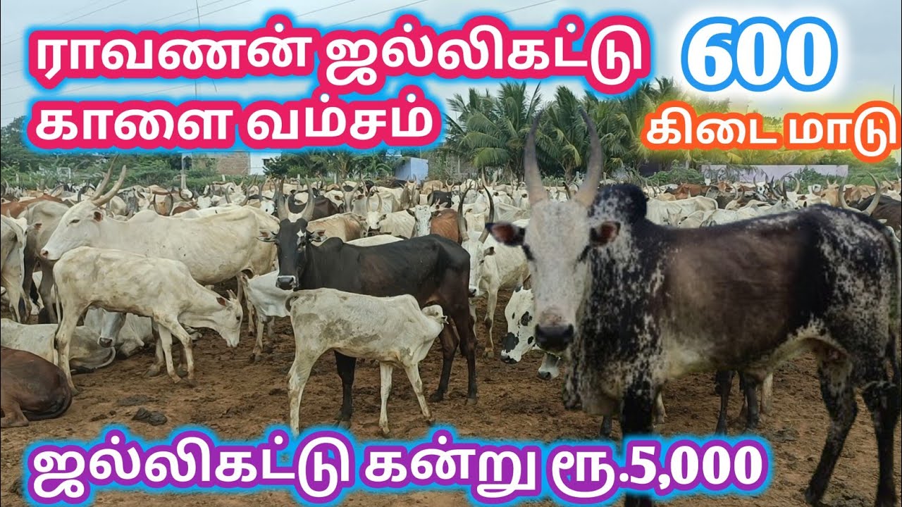 600 கிடை மாடுகளுடன் ராவணன் மலை மாடுகள் | உண்மையான மாத வருமானம் என்ன ? | ஒரிஜினல் மலைமாடுகள் வளர்ப்பு