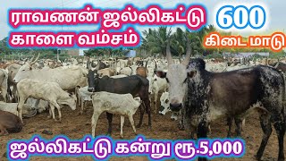 600 கிடை மாடுகளுடன் ராவணன் மலை மாடுகள் | உண்மையான மாத வருமானம் என்ன ? | ஒரிஜினல் மலைமாடுகள் வளர்ப்பு