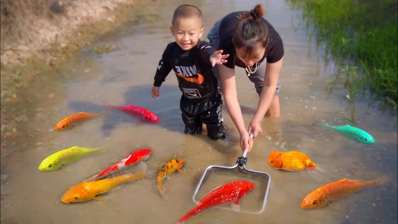 Em ổi cùng mẹ bắt cá vàng nhiệt đới đầy màu sắc trong ao nhỏ, cá vàng # ...