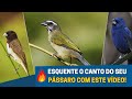 BADERNA DE TRINCA-FERRO, AZULÃO E BAIANO PARA ESQUENTAR O SEU PÁSSARO!