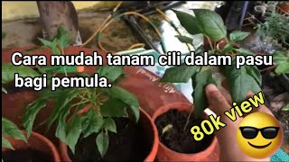 Cara Menanam Cili Dengan Mudah Agar Cepat Berhasil How To Plant Chilli Seeds Youtube Cara Menanam Cili Dengan Mudah Agar Cepat Berhasil How To Plant Chilli Seeds Youtube