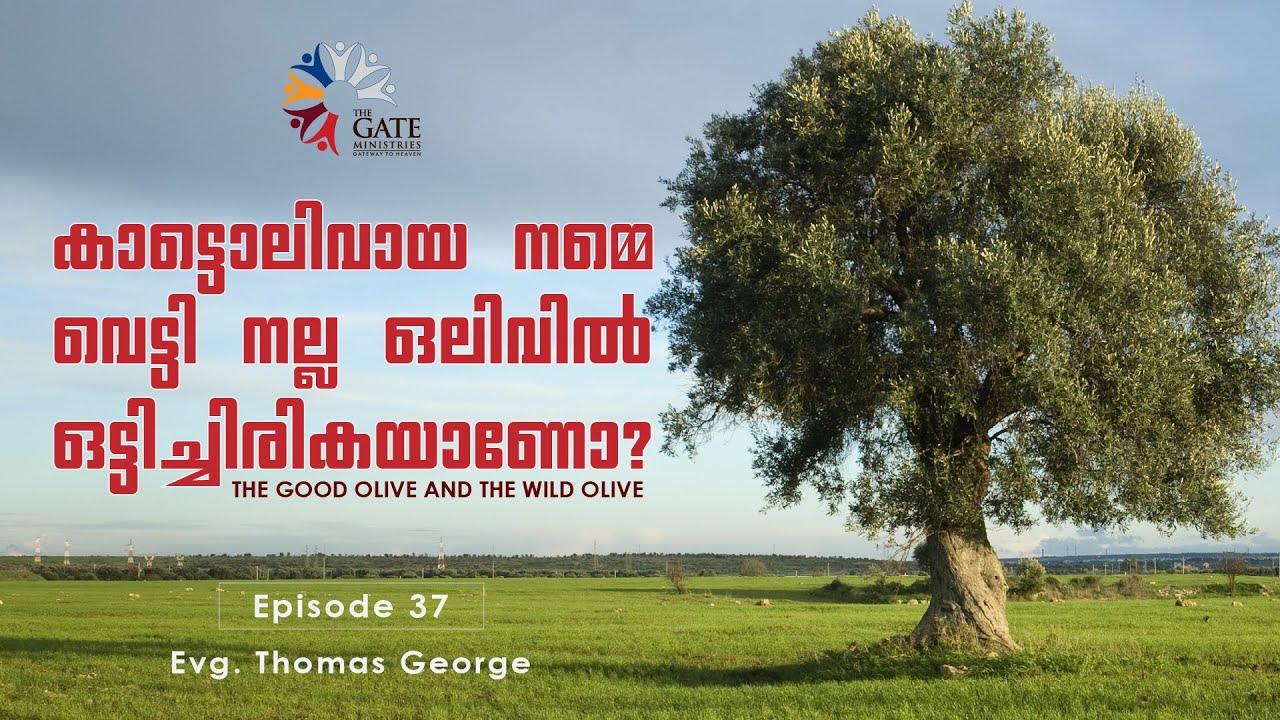 EP.37 | കാട്ടൊലിവായ നമ്മെ വെട്ടി നല്ല ഒലിവിൽ ഒട്ടിച്ചിരികയാണോ? | Series 02 | Evg Thomas George |©️®️