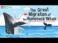 Humpback Whale Facts and Conservation