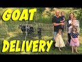 Goat delivery to teal house farm