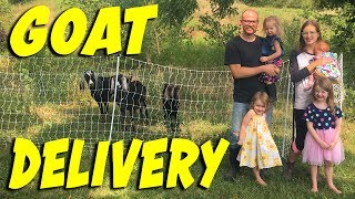 Goat Delivery to Teal House Farm