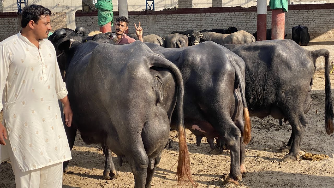 Top Level Breeder in Punjab Faisalabad Rana Abdul Sattar Dairy Farm