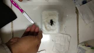 Kurang Beruntung Tarantula Borneo Indonesia Birupes Simoroxigorum