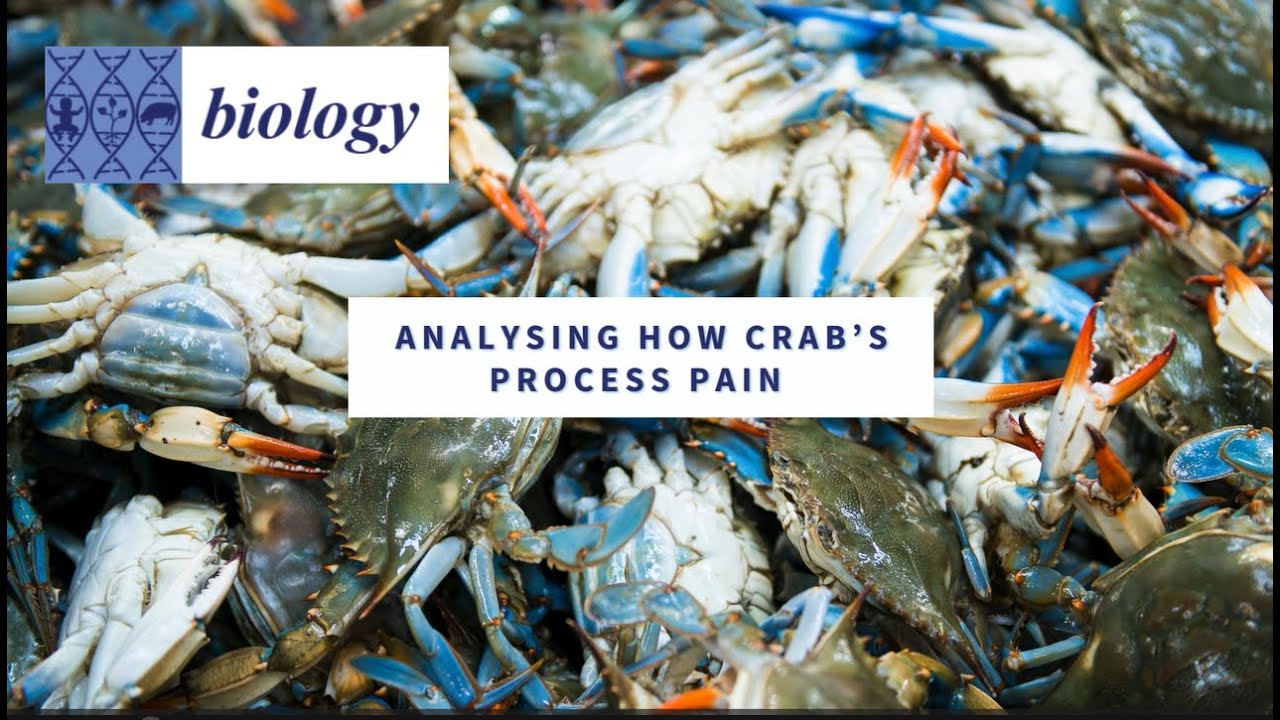 Analysing How Crab's Feel Pain