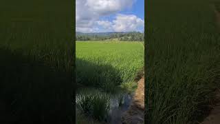 lavoura de arroz em Pouso Redondo,  Santa Catarina