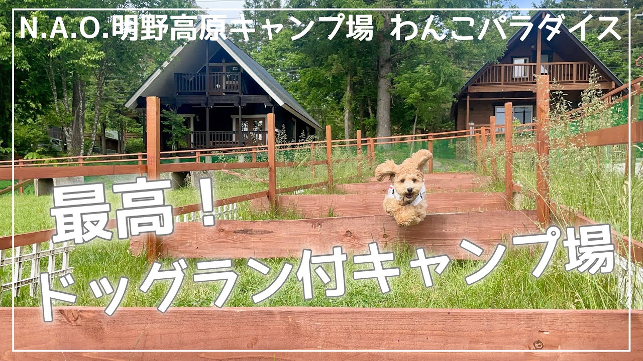犬とキャンプ わんこが大好きなキャンプ場に行ってきた N A O明野高原キャンプ場 わんこパラダイス トイプードル プーチャンネル Youtube