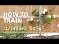 How to Train Climbing Roses | Quick & Easy Tutorial