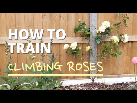 Video: Rožu apmācība uz konstrukcijām - kā apmācīt kāpjošu rožu krūmu