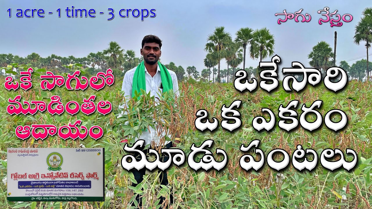 ఒకేసారి ఒక ఎకరం మూడు పంటలు | కంది - ప్రత్తి - బెండ | 1 acre - 1 time - 3 crops | Sagu Nestham |