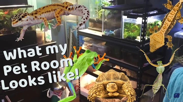 Reptile & Pet Room Tour Nov. 2017 (Most Of My Setu...