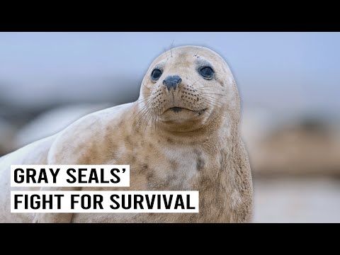 FROM NEAR EXTINCTION TO 380,000: HOW GRAY SEAL POPULATIONS THRIVED ON SABLE ISLAND