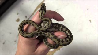 Celebrity Baby Jungle Jaguar Carpet Pythons Net Worth