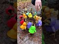 Raincoat Chicks Walk 🐥☔️