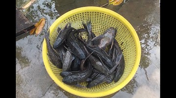 Miền tây quê tôi - Tập 154 - Cá lau kiếng hầm sả