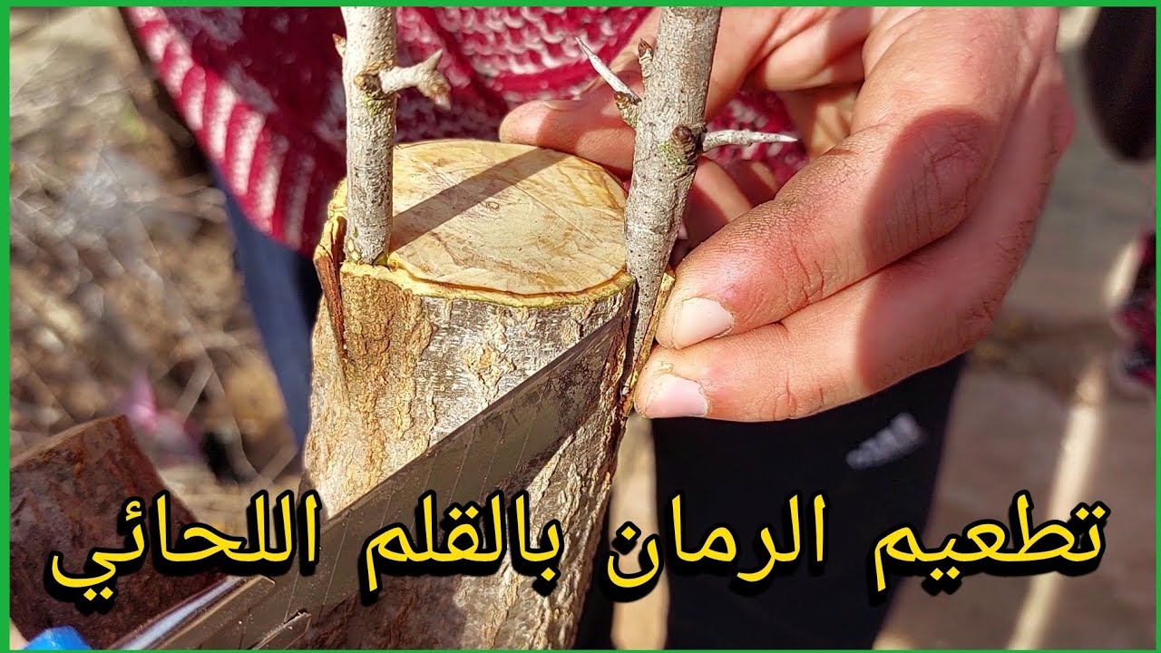 تطعيم اشجار الرمان بالقلم اللحائي : طريقة تطعيم الاشجار الكبيرة