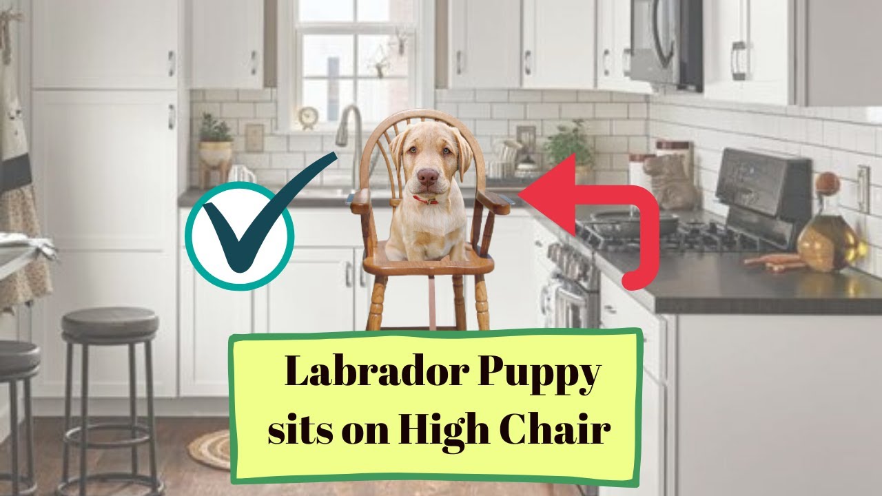 Labrador puppy sits on high chair YouTube