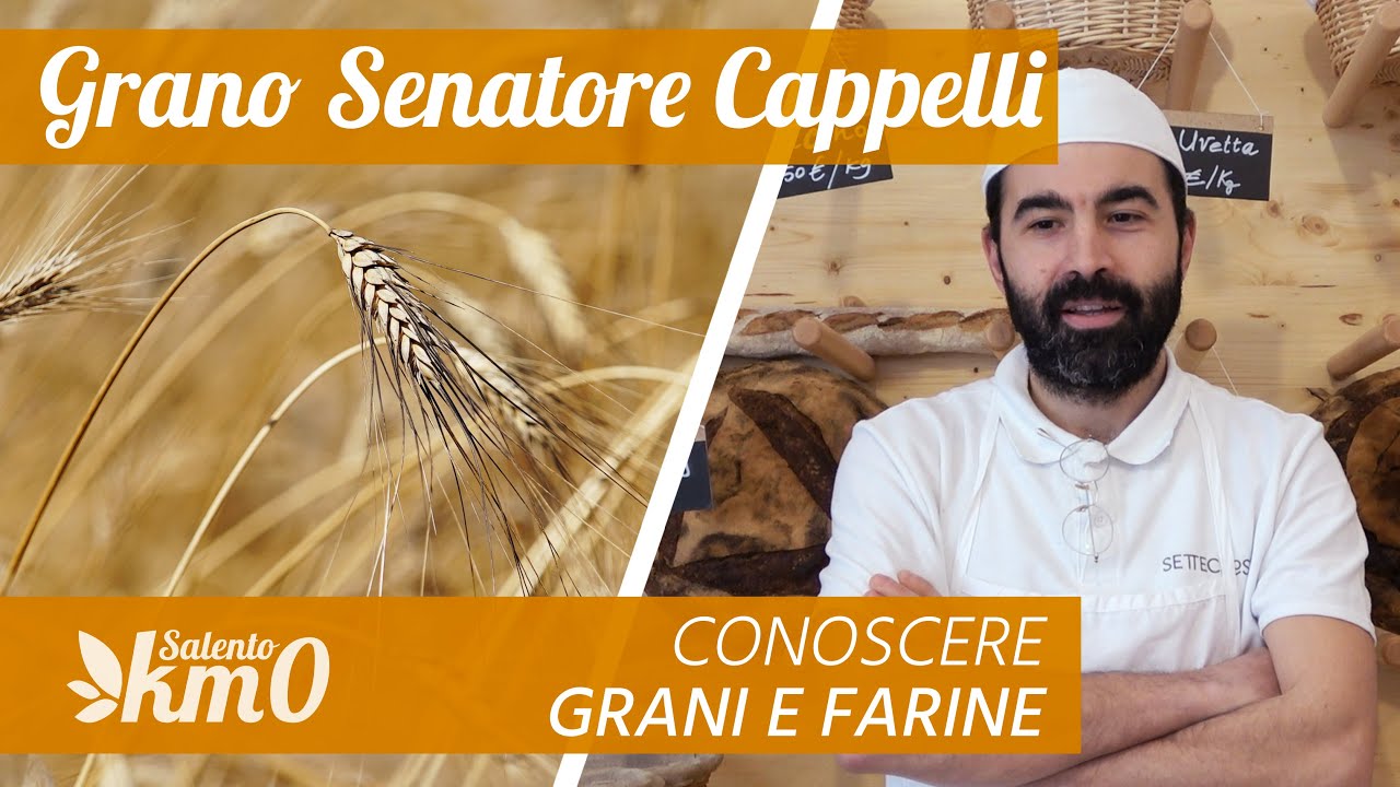 Conoscere grani e farine - Il Grano Senatore Cappelli