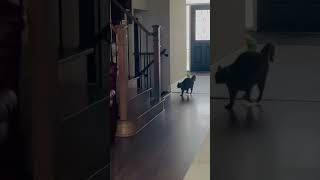 Cat Siri