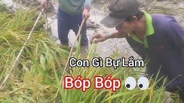 Kích cá - Bắt cá trên ruộng | Theo máy cắt lúa | @AmThucSanBat.YouTube