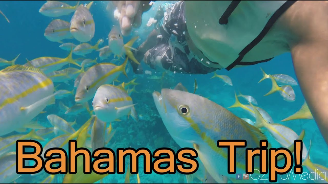 Bahamas 2015 - Swim w/ Sharks, Fish, Sea Turtle and Sting Rays - YouTube