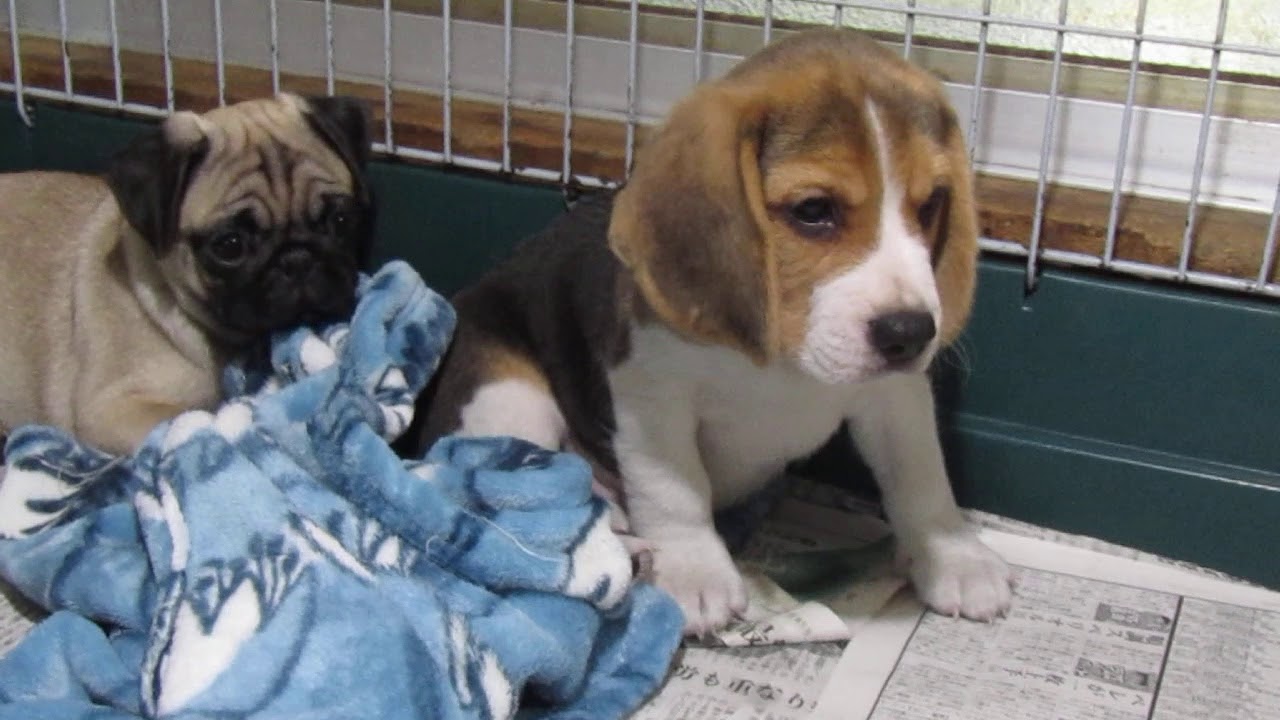 ビーグル ブリーダー ビーグルとラブラドールのブリーダー スネークウッド犬舎