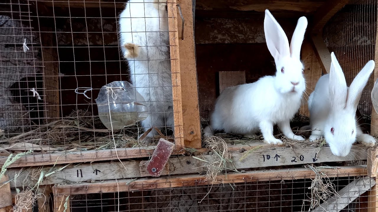 ЭНГ АРЗОН УСЛУБДА КУЙОН БОКИШ ВА КУЙОНХОНА КУРИШ
