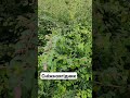 Найневибагливий кущ для саду - росте скрізь і швидко #саж #кущ #garden #дача #ландшафтныйдизайн