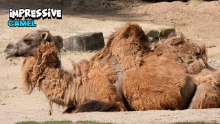 Great Looking Camel Enjoying The Relaxation