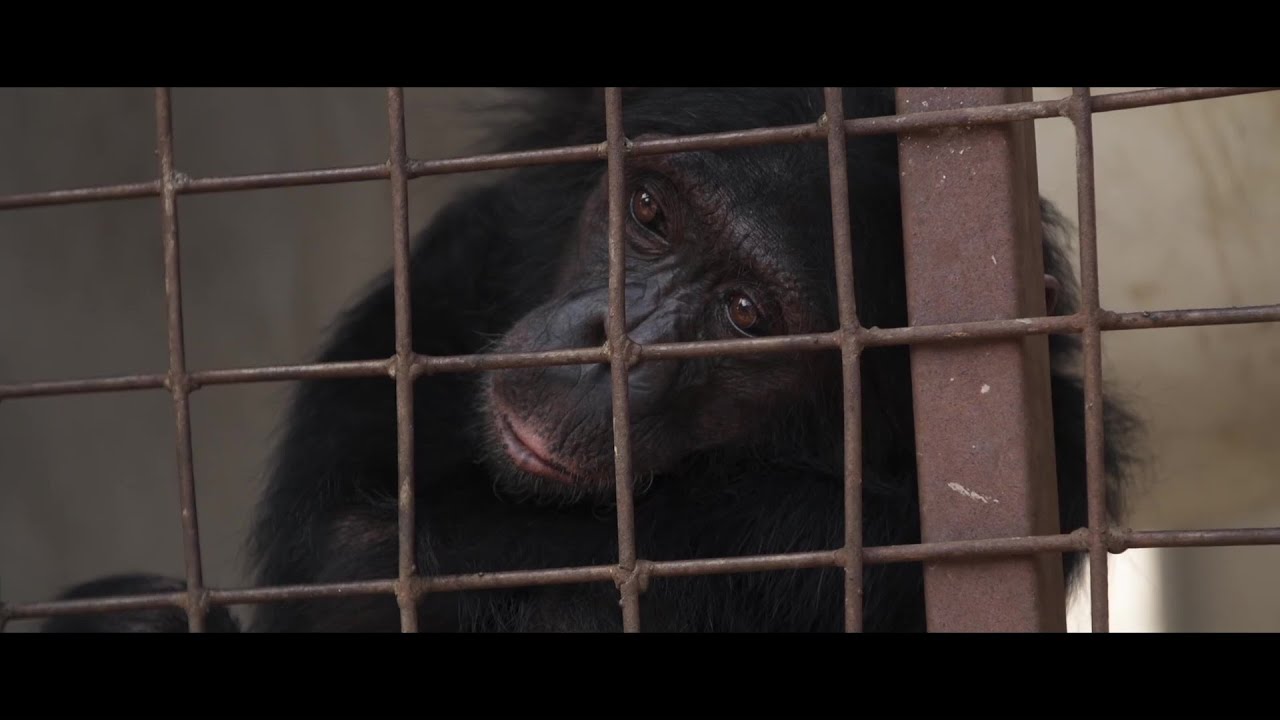 10 - Planet Without Apes - Regie: Felix Meschede, Manuel Daubenberger