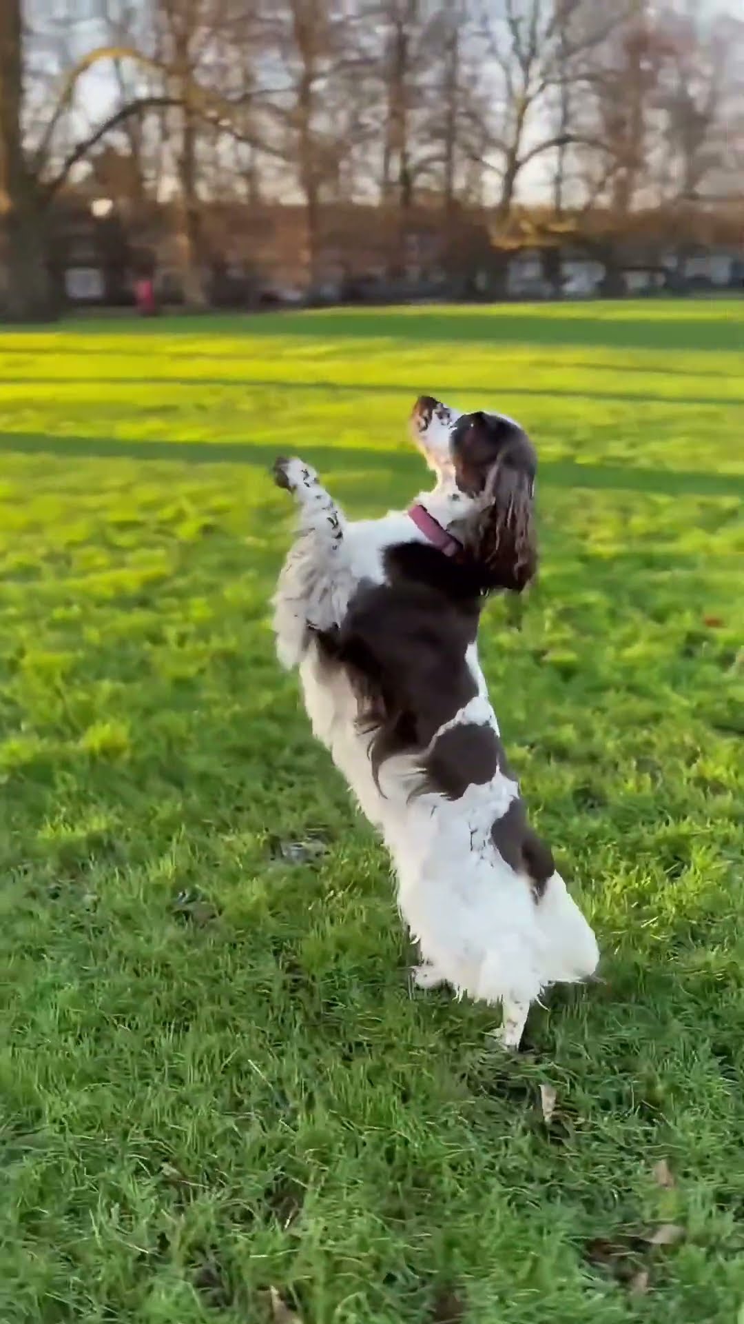 Spaniel Hops And Dances In The Setting Sun || ViralHog
