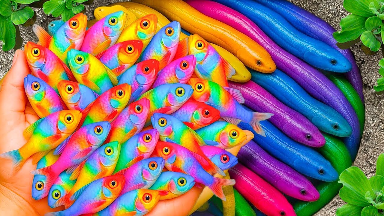 Amazing Pond Life: Catching Beautiful Fish, Tadpoles & Baby Turtles