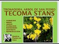 TECOMA STANS, TRONADORA, ÁRBOL DE SAN PEDRO