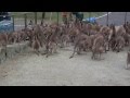 ひびき動物ワールドのカンガルー の動画、YouTube動画。